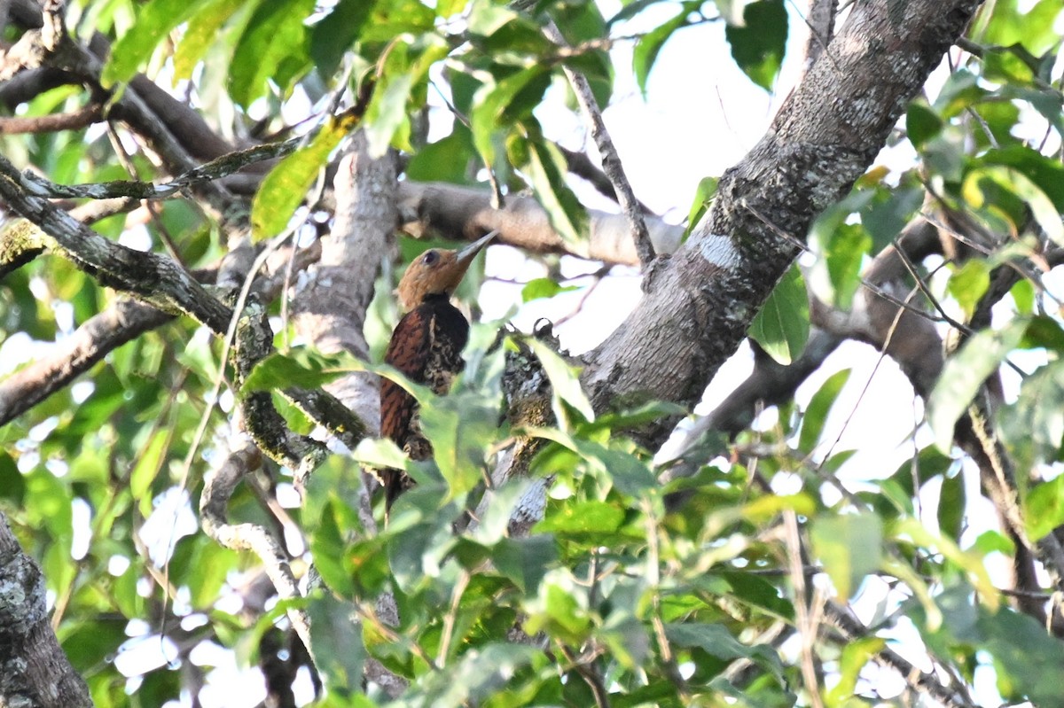 クビワテンニョゲラ（occidentalis） - ML649510591