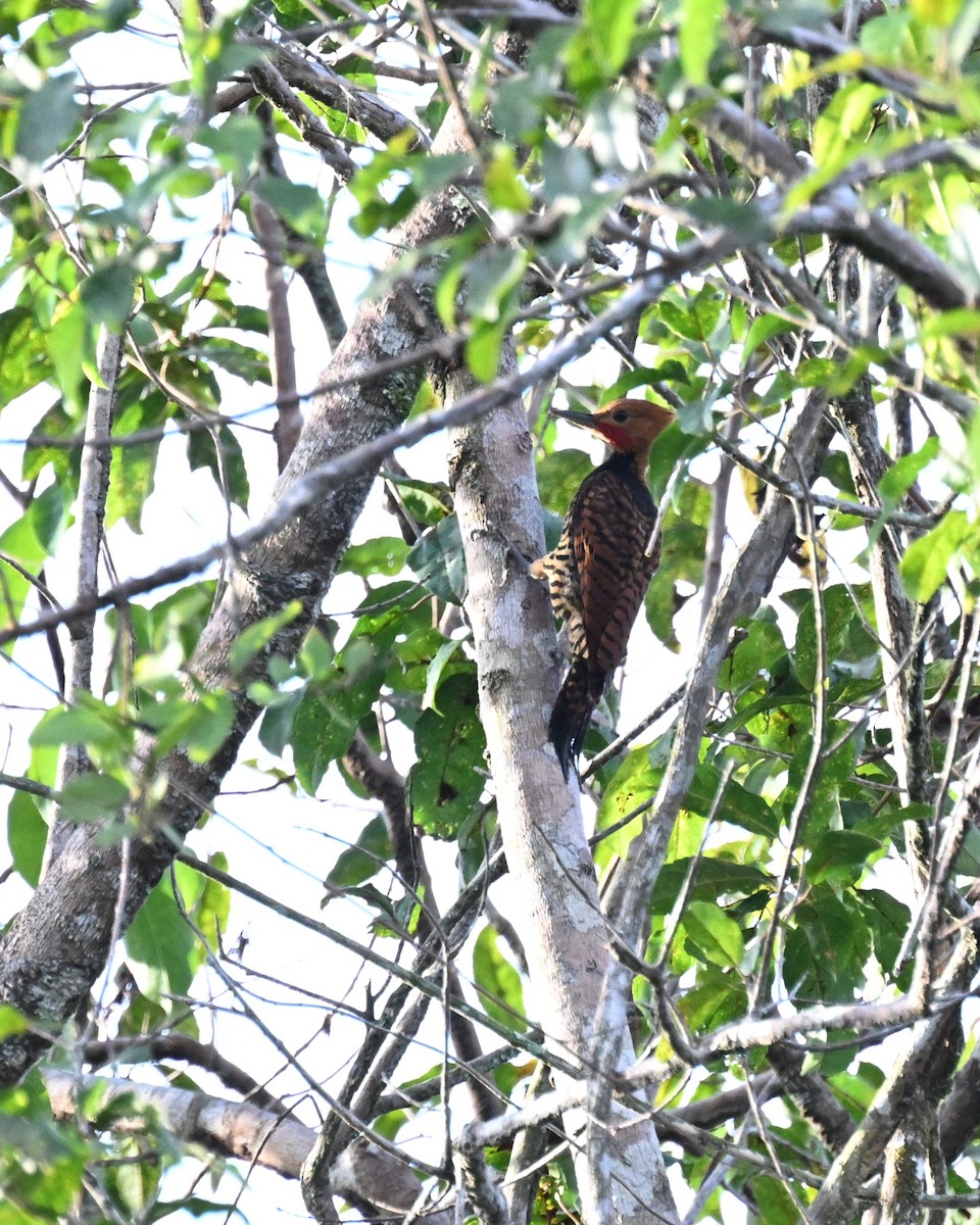 クビワテンニョゲラ（occidentalis） - ML649510592