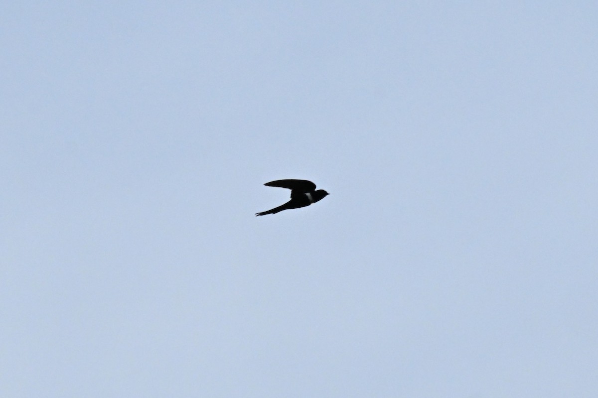 シロオビツバメ - ML649510597