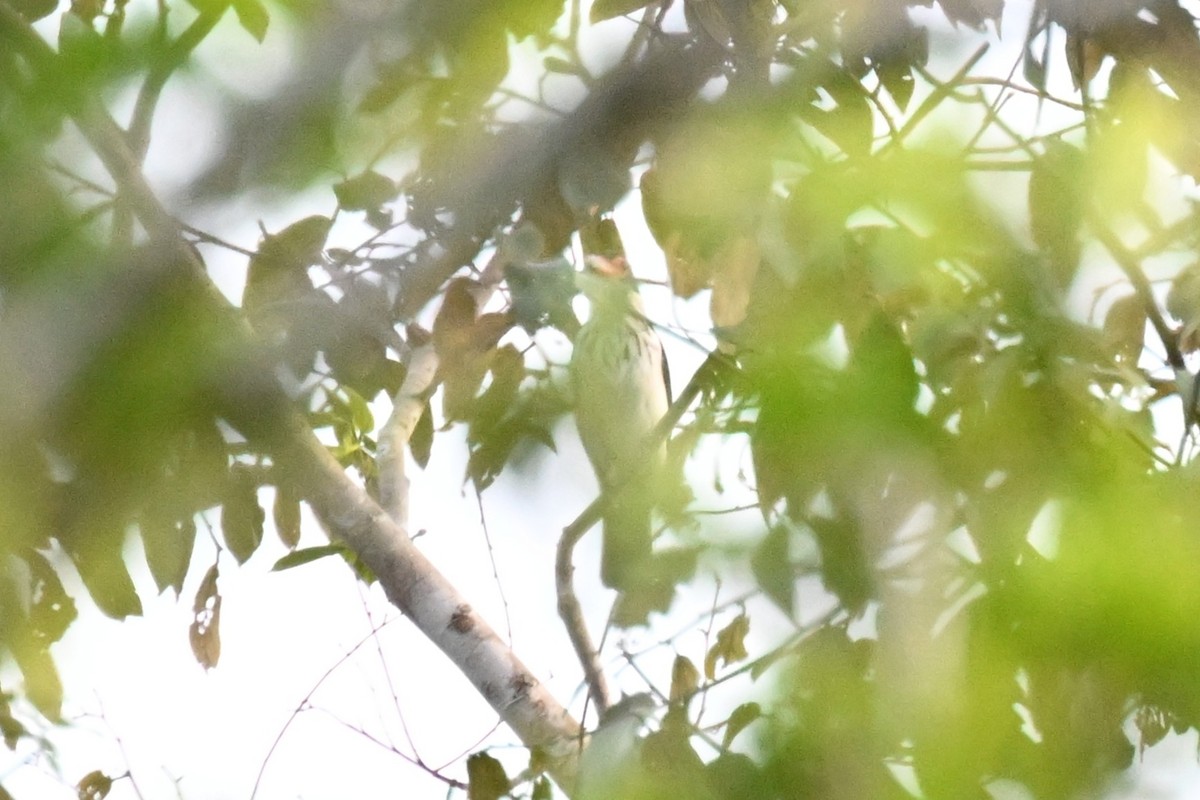 ハグロドリ（cayana） - ML649510629