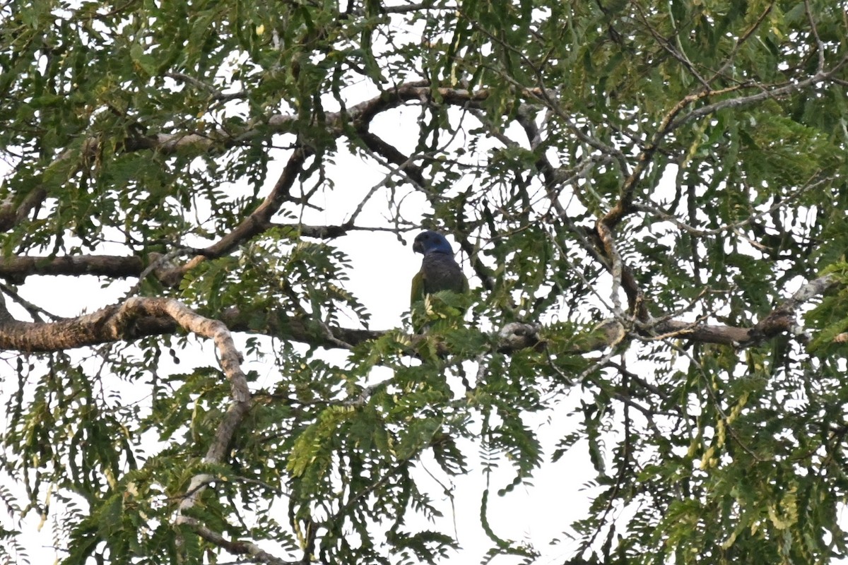 アケボノインコ（menstruus／rubrigularis） - ML649510634