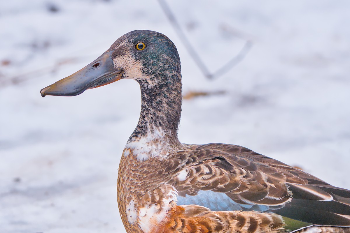 Mestolone - ML649510730