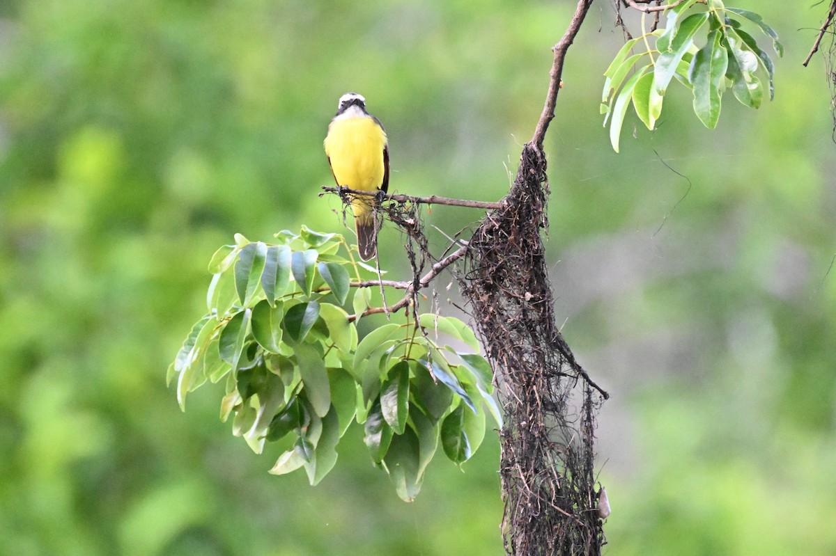 キバラヒタキモドキ／アカボウシヒタキモドキ - ML649510869