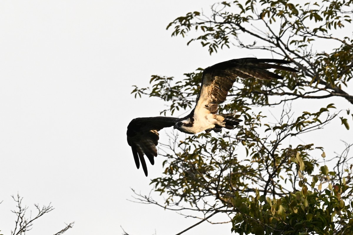 ミサゴ（carolinensis） - ML649510875