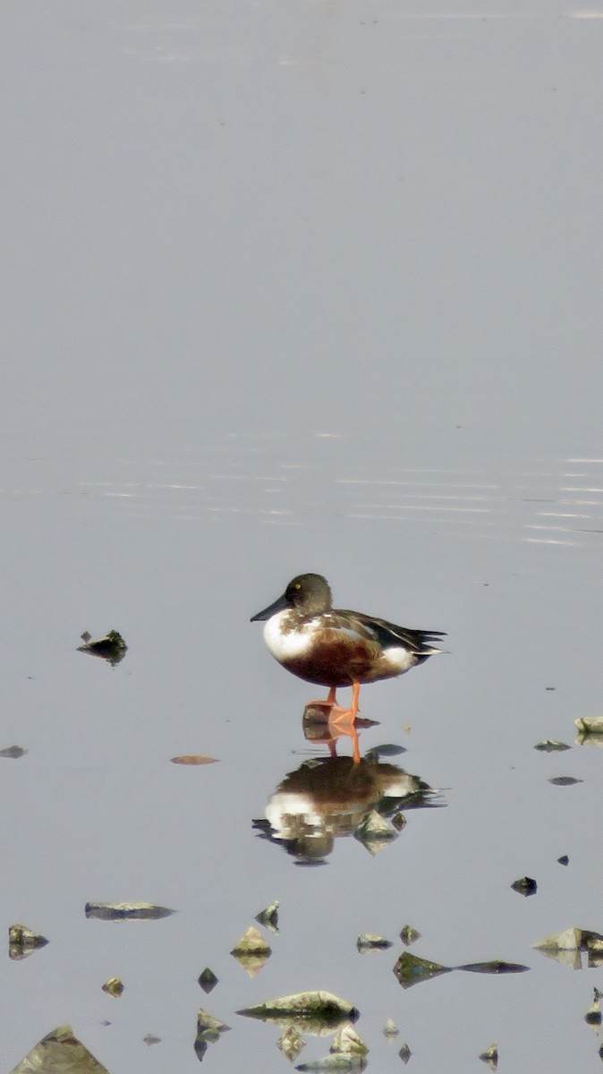 Mestolone - ML649511028