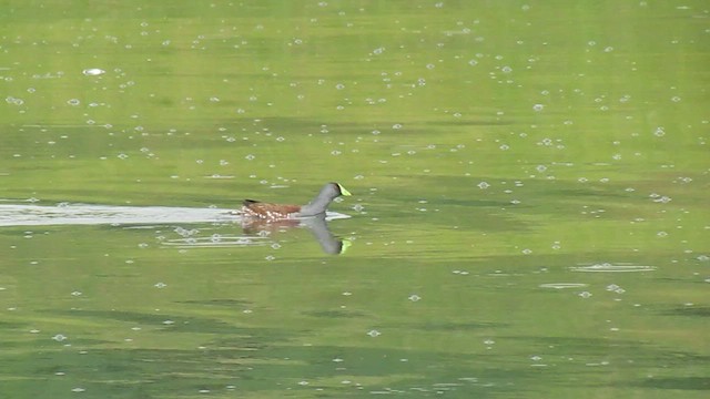 Spot-flanked Gallinule - ML649511084