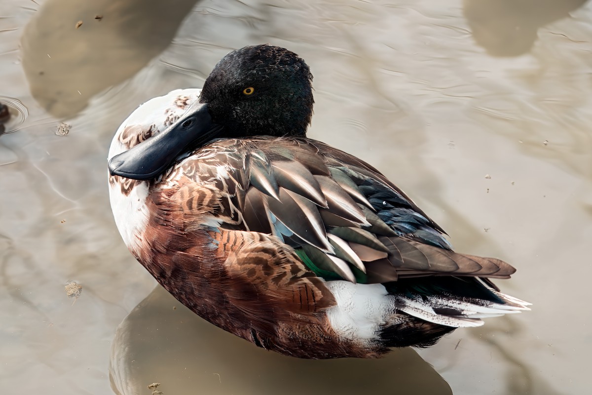 Mestolone - ML649511138