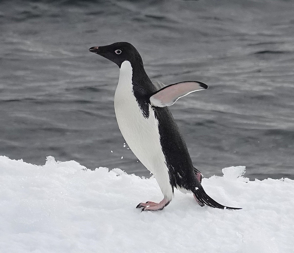 Adelie Penguin - ML649511211
