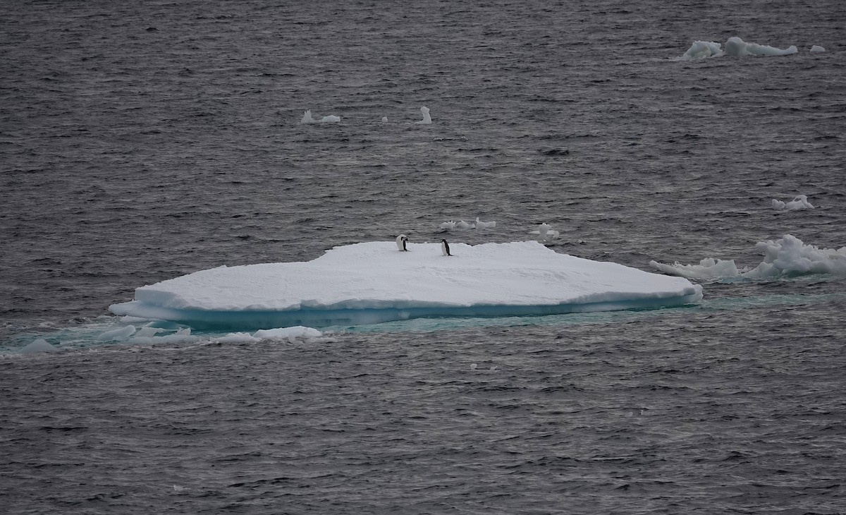Adelie Penguin - ML649511213