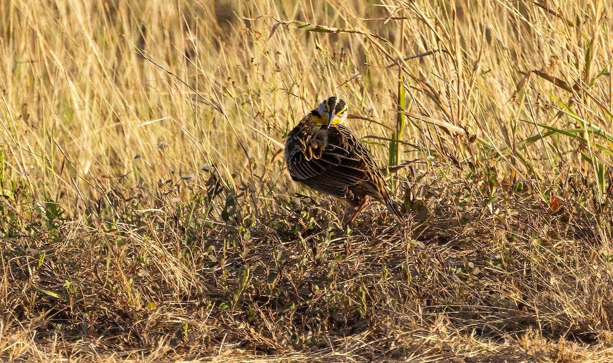 Eastern Meadowlark - ML649511434