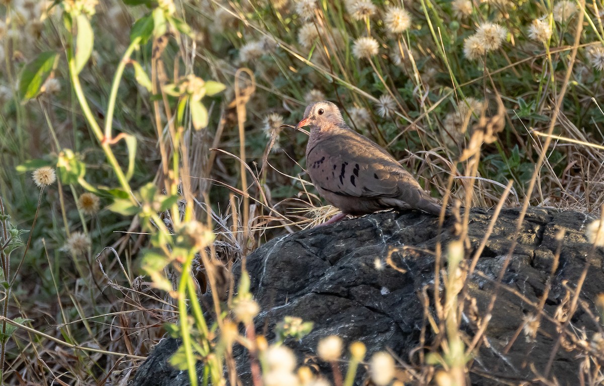 Ruddy Ground Dove - ML649511440