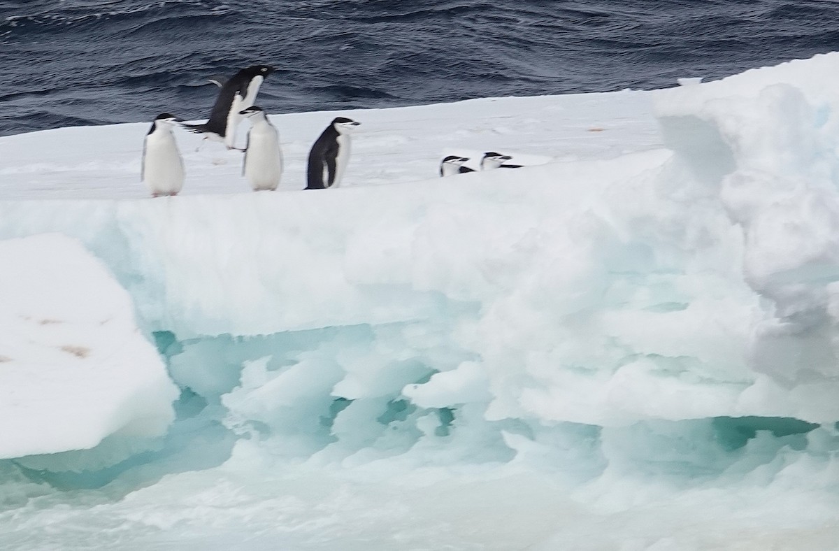 Chinstrap Penguin - ML649511969