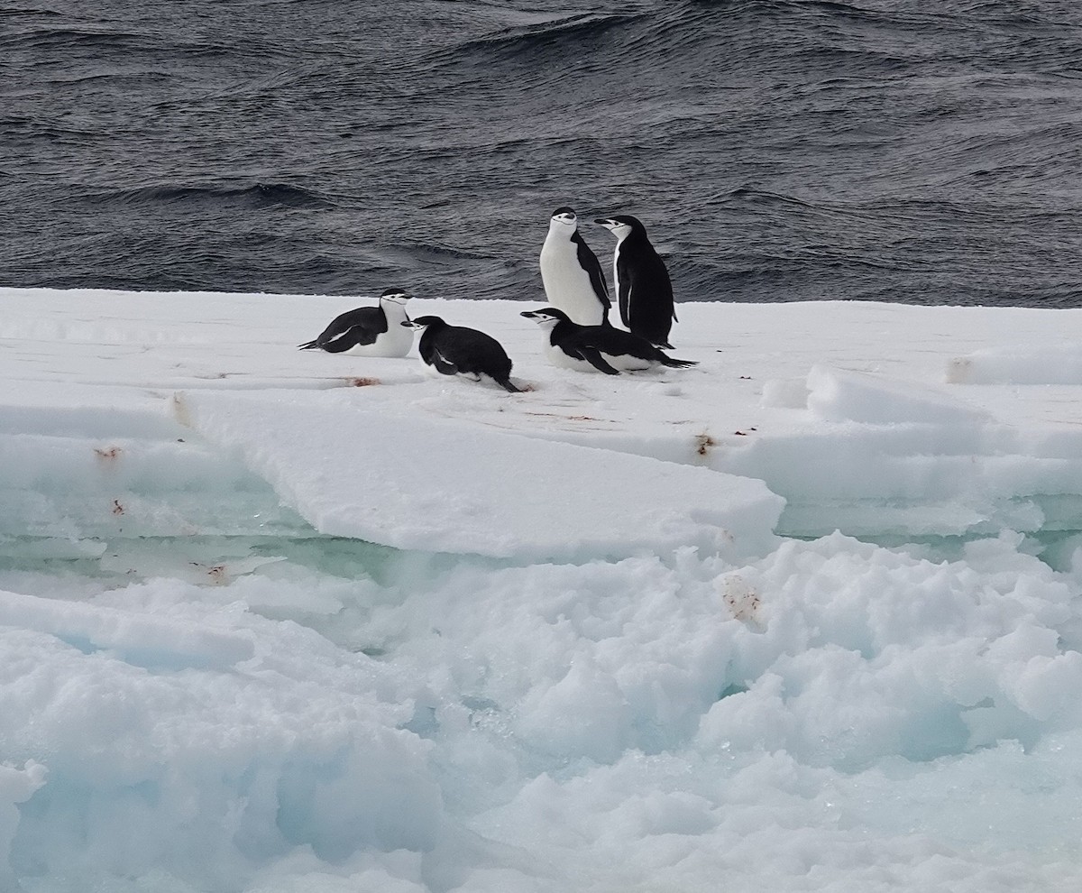 Chinstrap Penguin - ML649511970