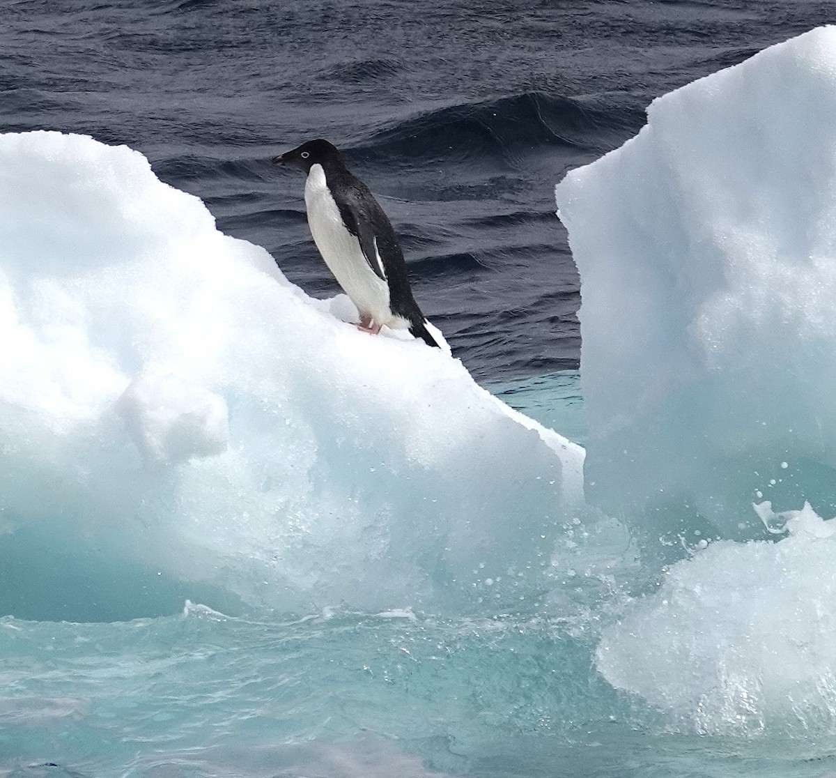 Adelie Penguin - ML649511973