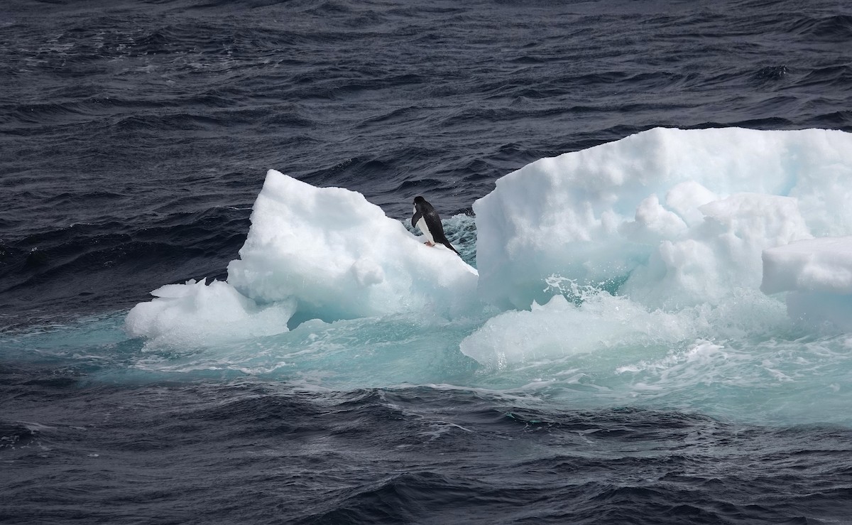 Adelie Penguin - ML649511974