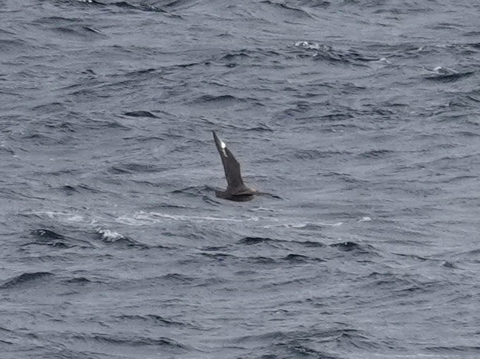 South Polar Skua - ML649512069