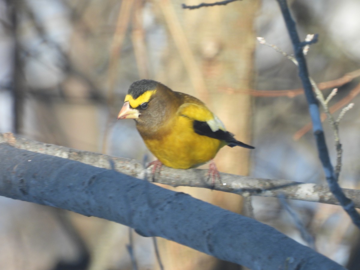 Abendkernbeißer - ML649512086