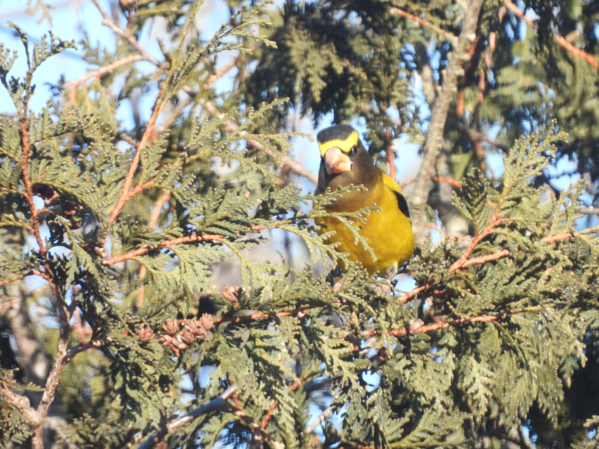 Abendkernbeißer - ML649512142