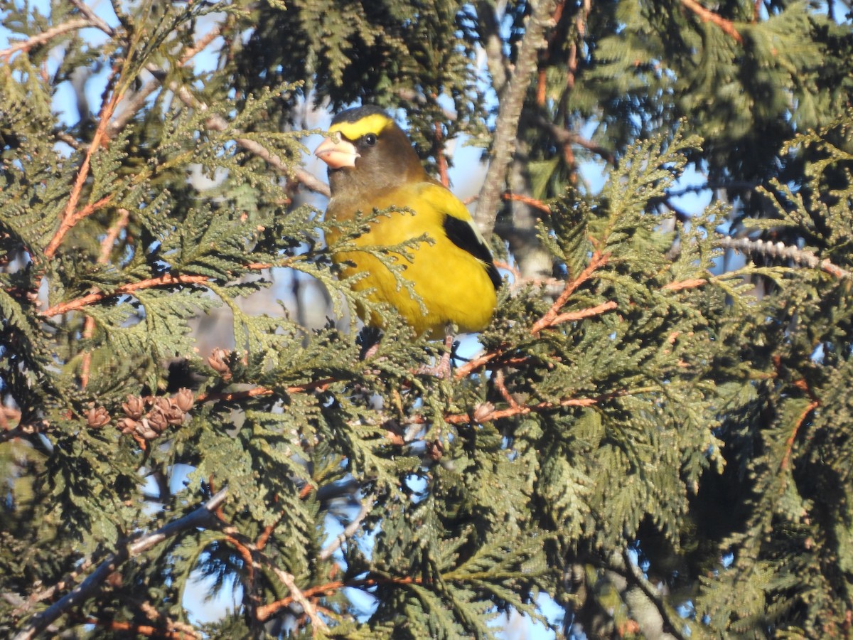 Abendkernbeißer - ML649512157