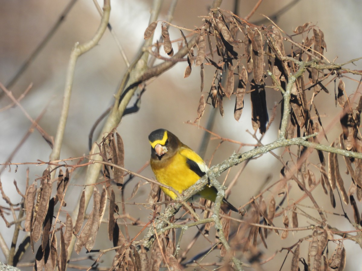 Abendkernbeißer - ML649512233