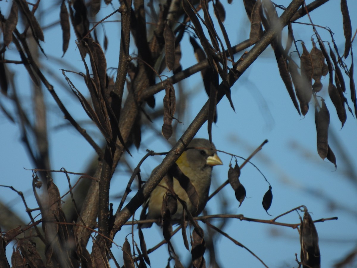 Abendkernbeißer - ML649512257