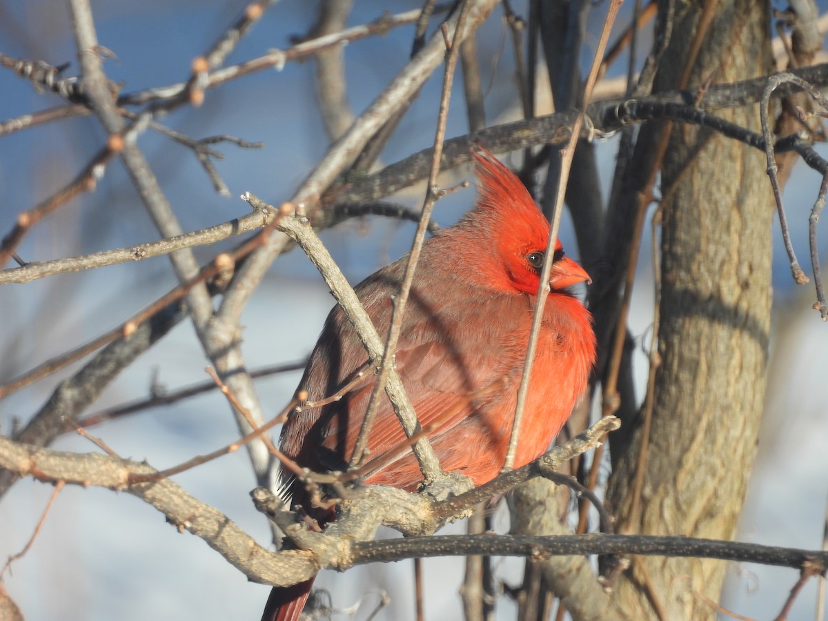 Rotkardinal - ML649512265