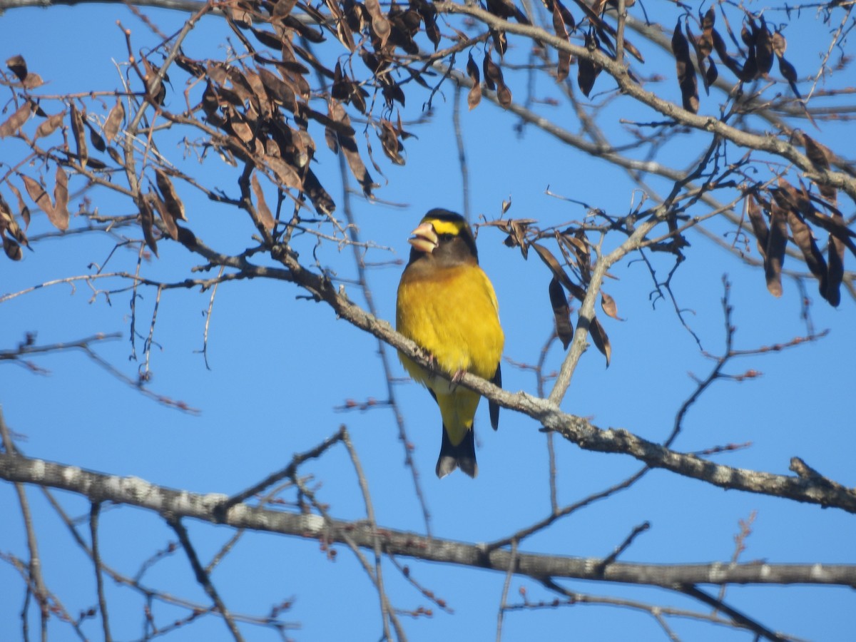 Abendkernbeißer - ML649512281