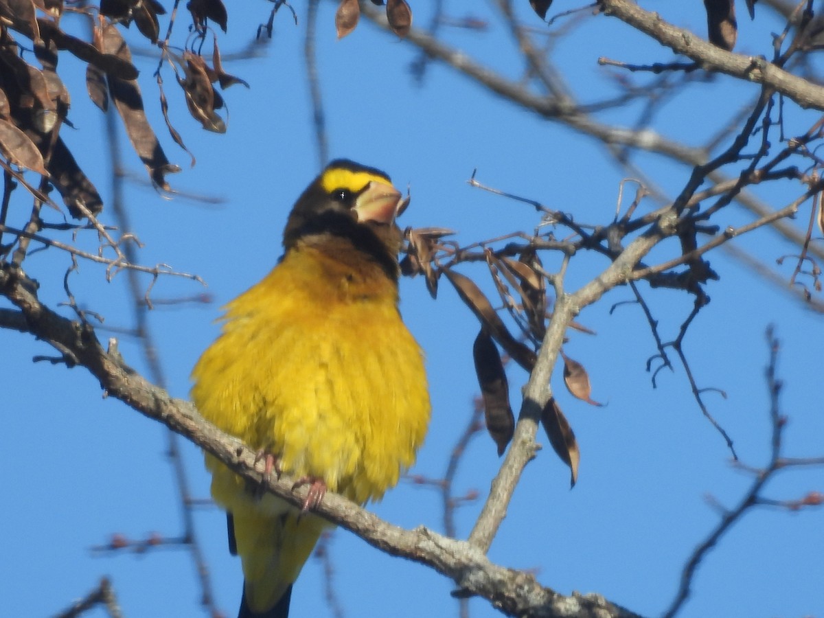 Abendkernbeißer - ML649512294