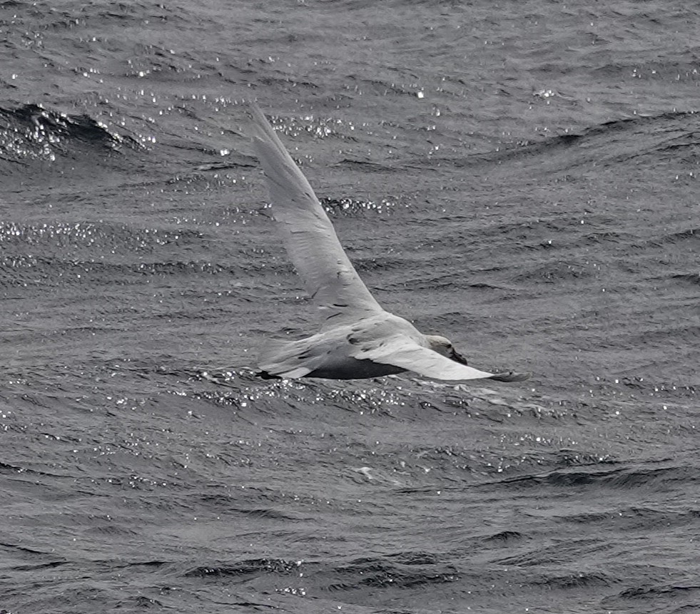 Southern Giant-Petrel - ML649512445