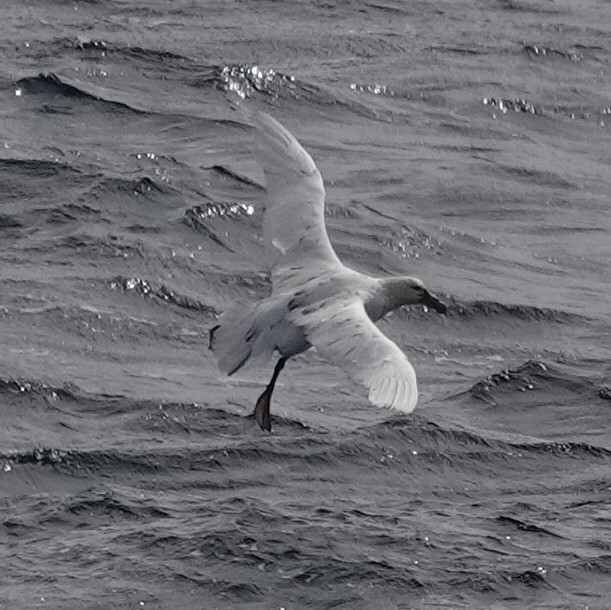 Southern Giant-Petrel - ML649512446