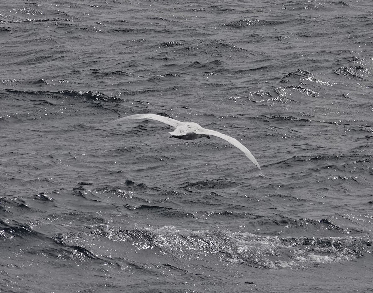 Southern Giant-Petrel - ML649512447