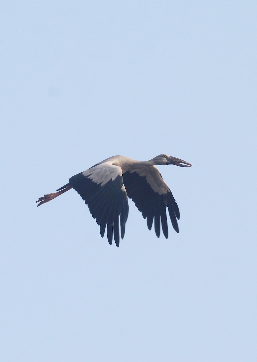 Asian Openbill - ML649512789