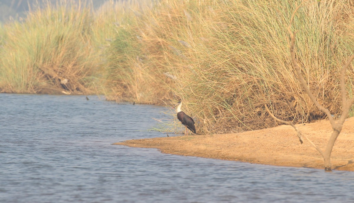 Asian Woolly-necked Stork - ML649512809