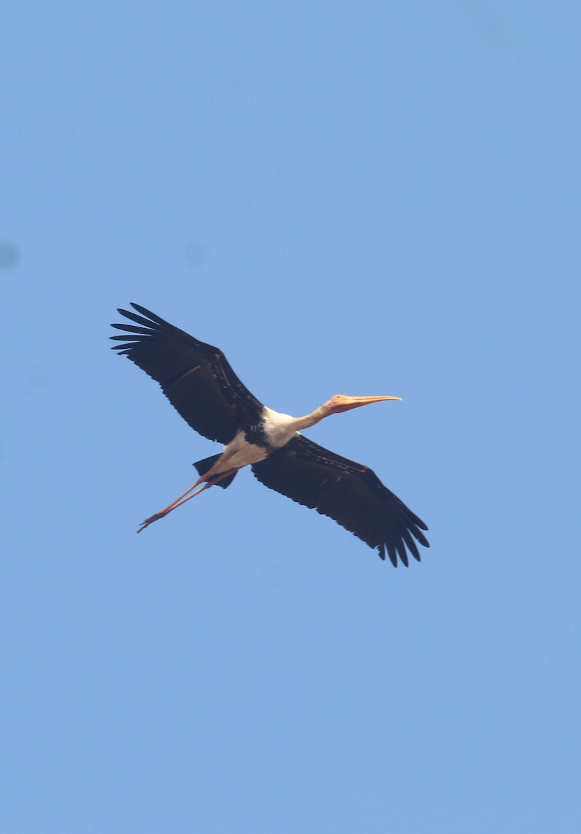 Painted Stork - ML649512830