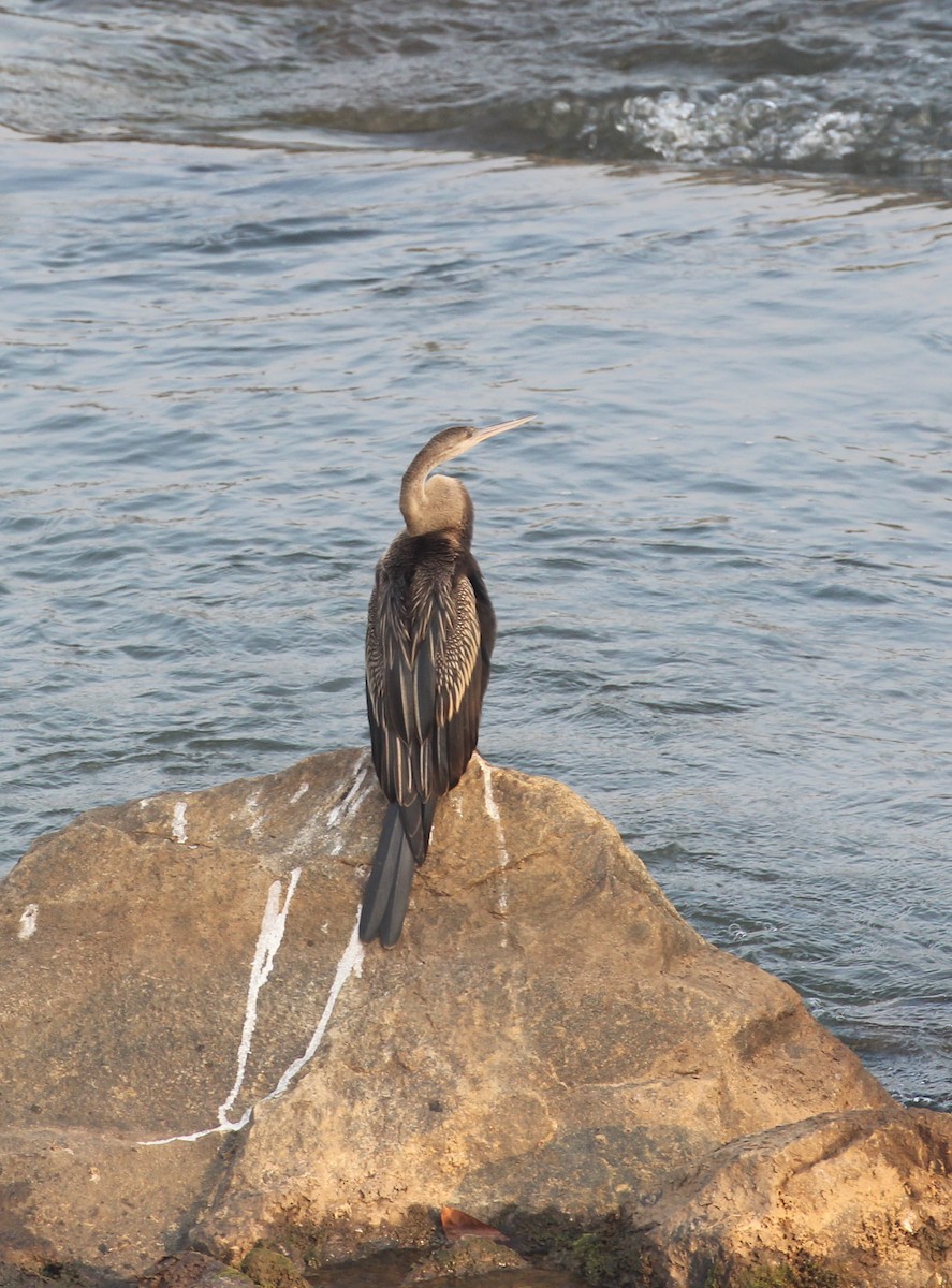 Oriental Darter - ML649512850