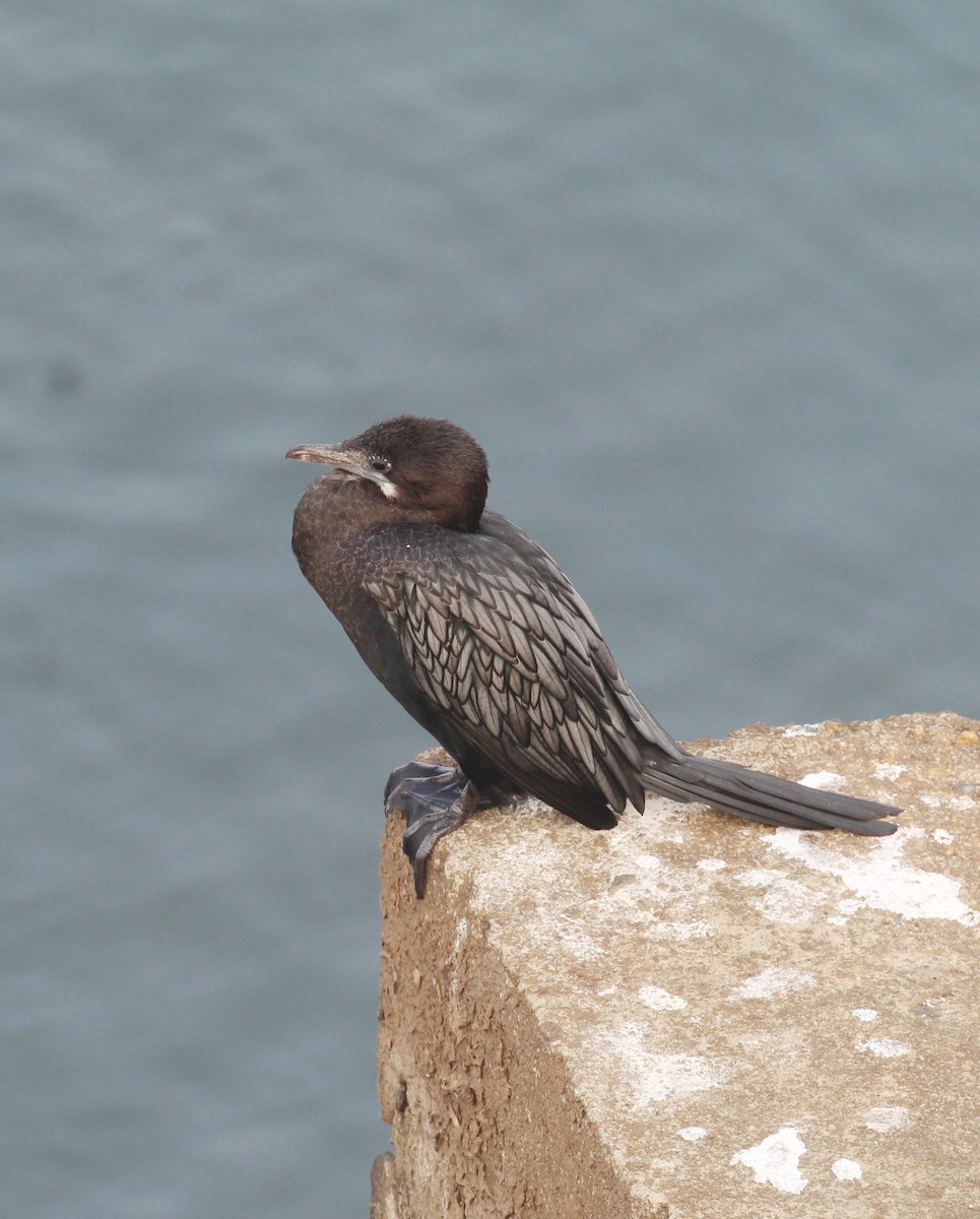 Little Cormorant - ML649512857