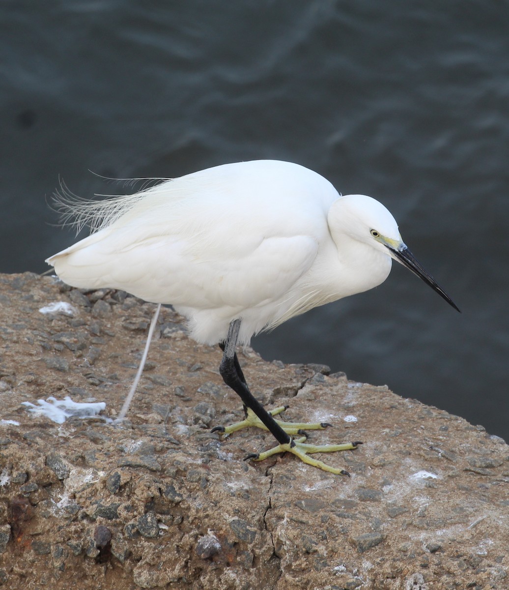 Little Egret - ML649512871