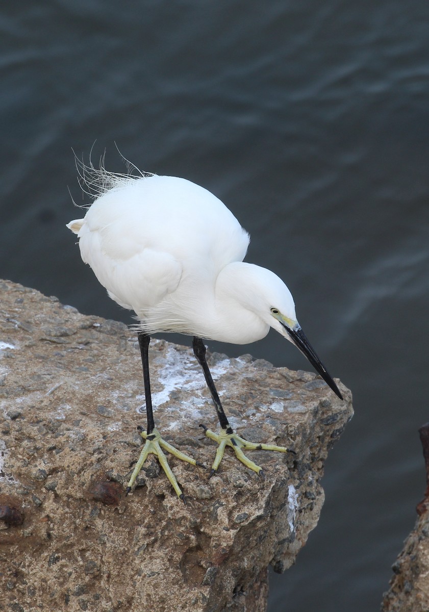 Little Egret - ML649512872