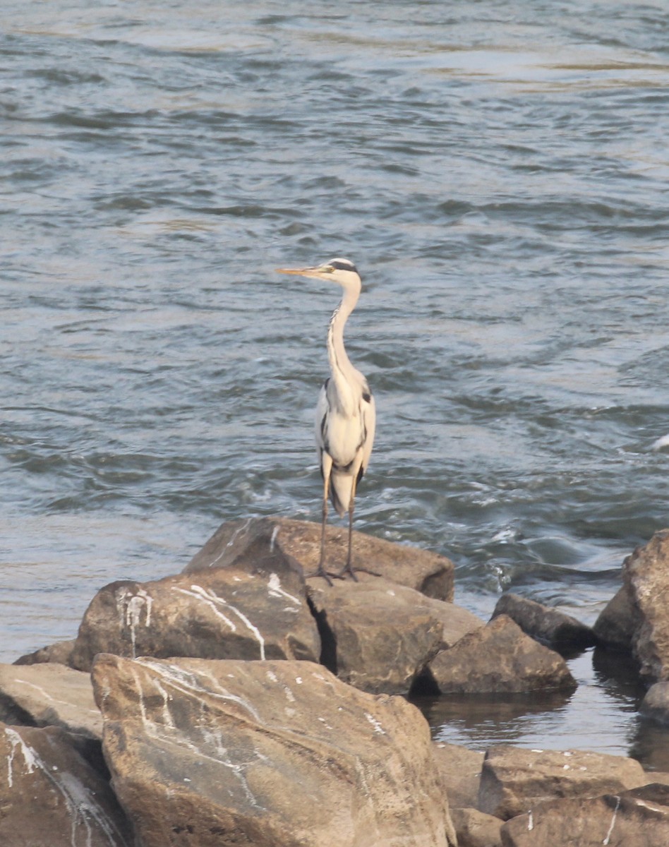 Gray Heron - ML649512887