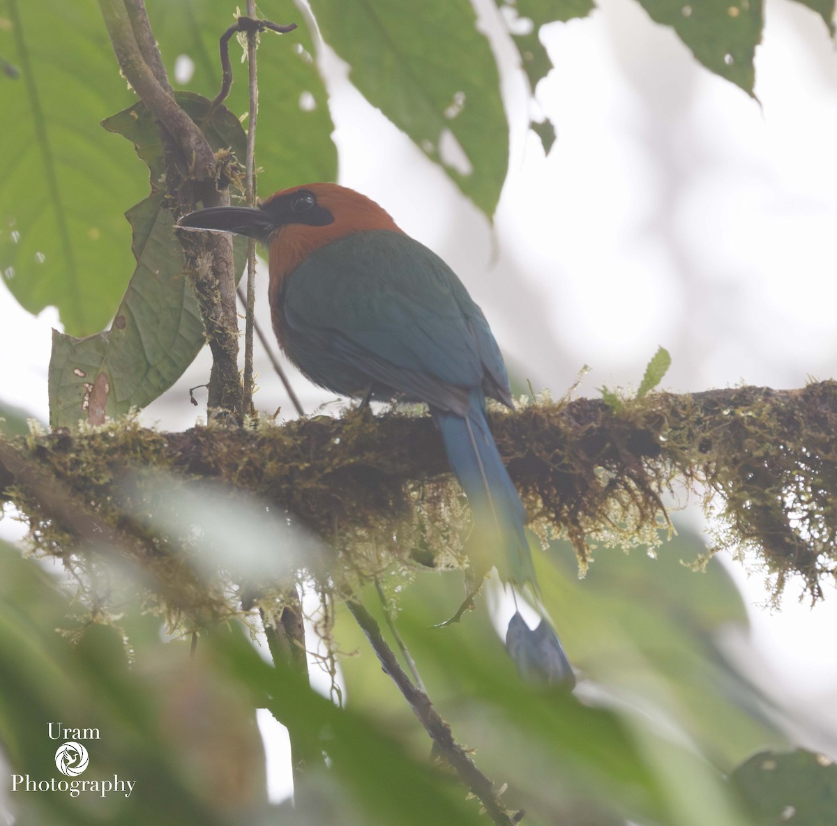 Broad-billed Motmot - ML649512889