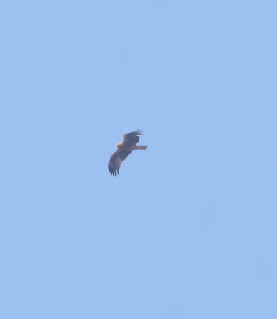 Booted Eagle - ML649512930