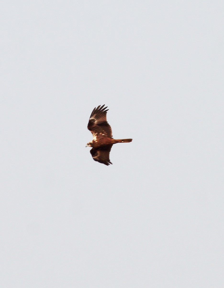 Western Marsh Harrier - ML649512947