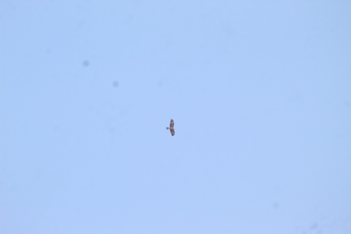 Western Marsh Harrier - ML649512948