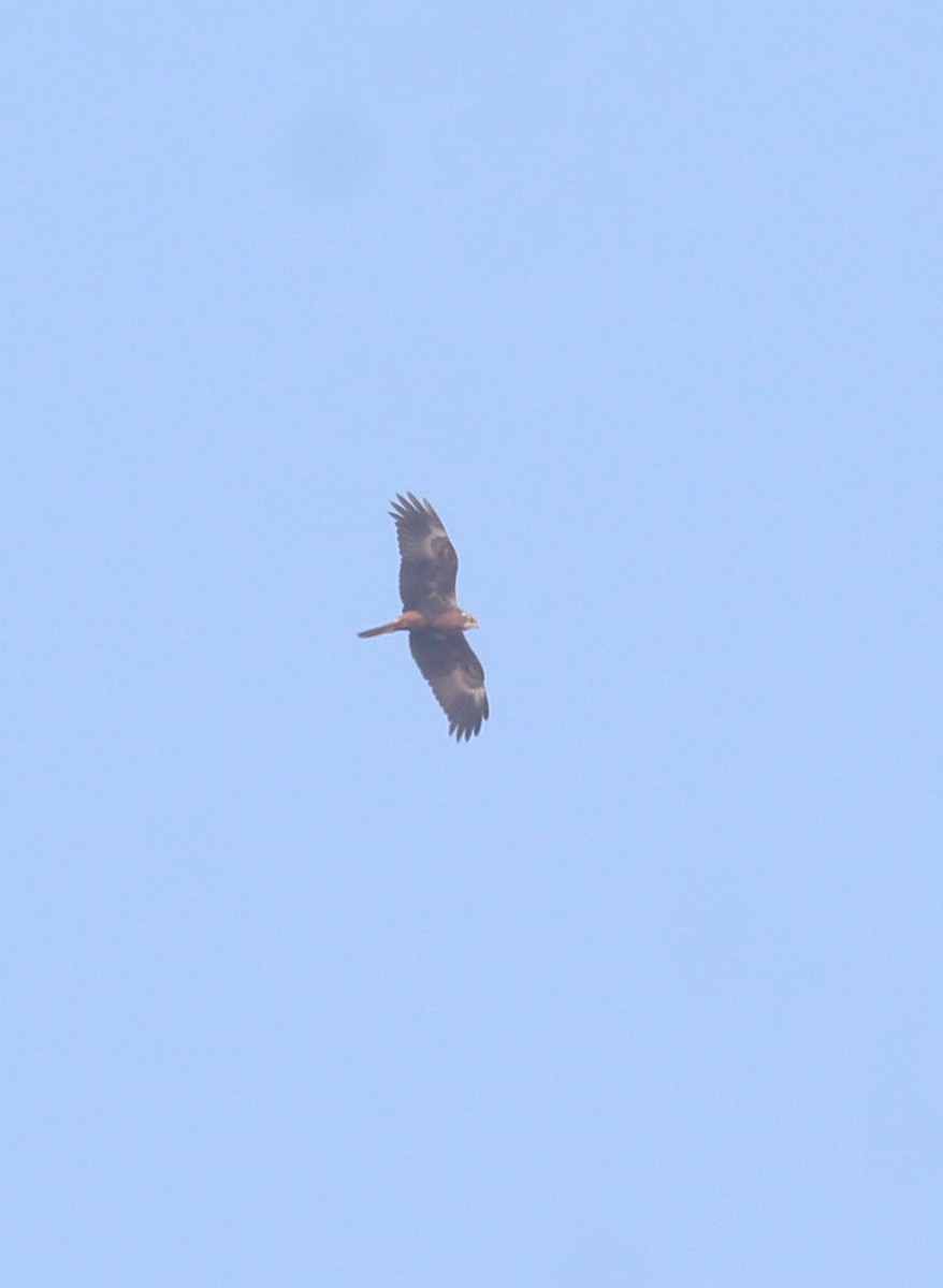 Western Marsh Harrier - ML649512949