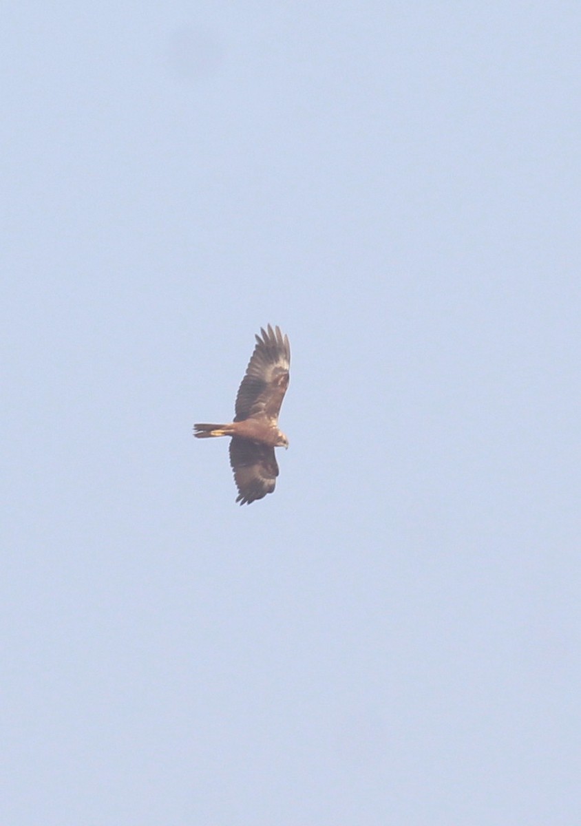Western Marsh Harrier - ML649512950