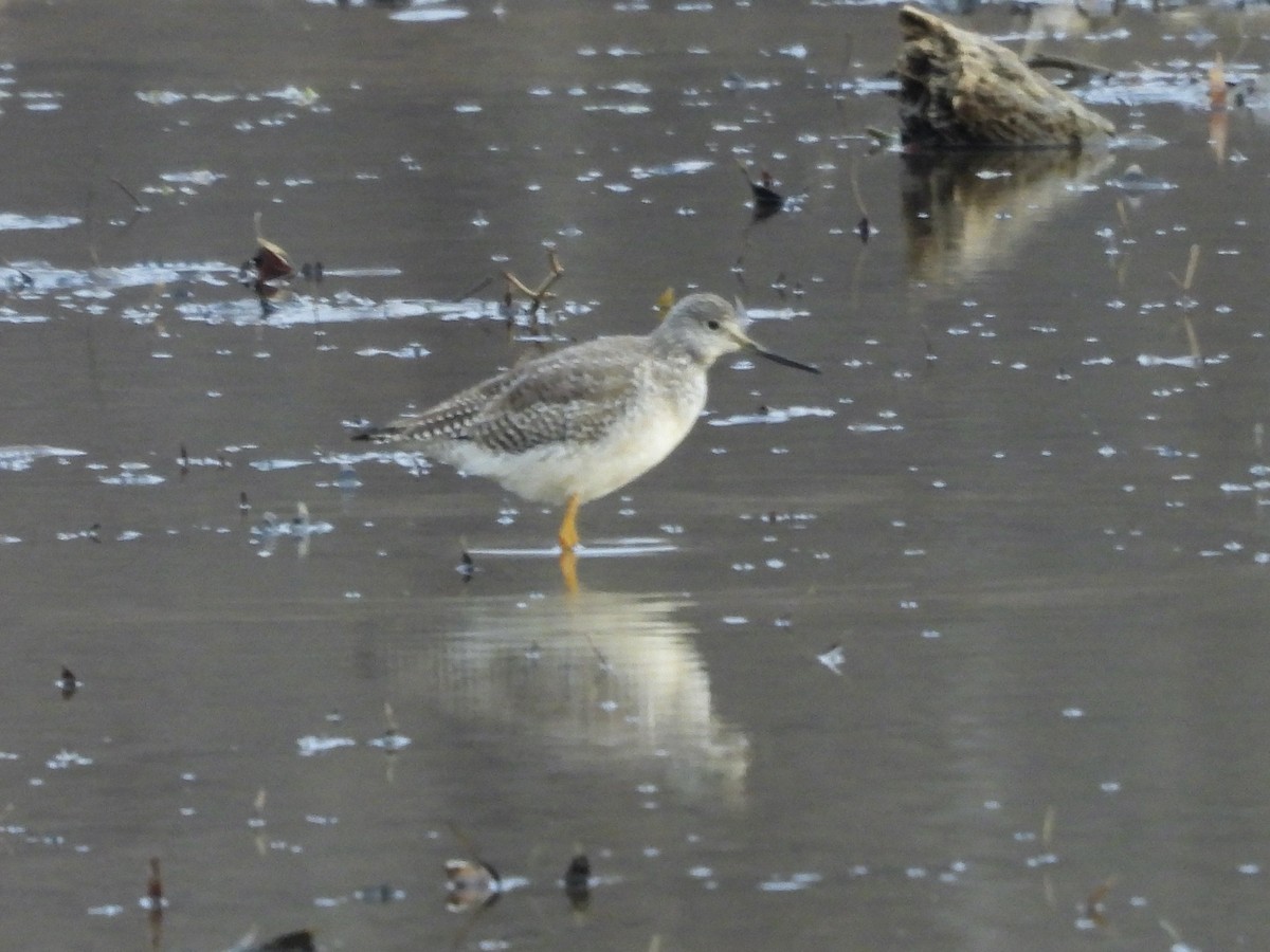 Grand Chevalier - ML649512999