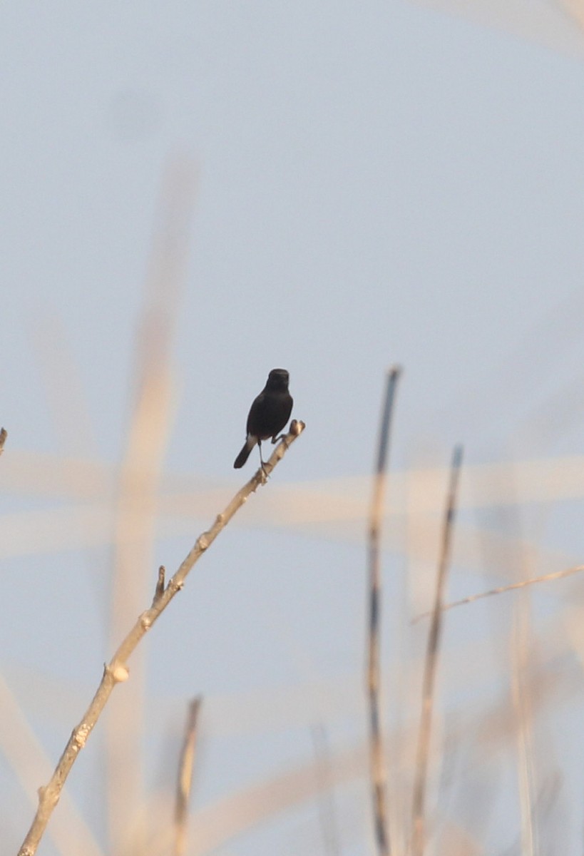 Pied Bushchat - ML649513007