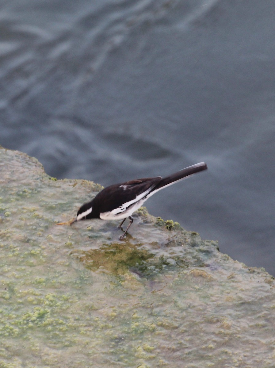 White-browed Wagtail - ML649513021