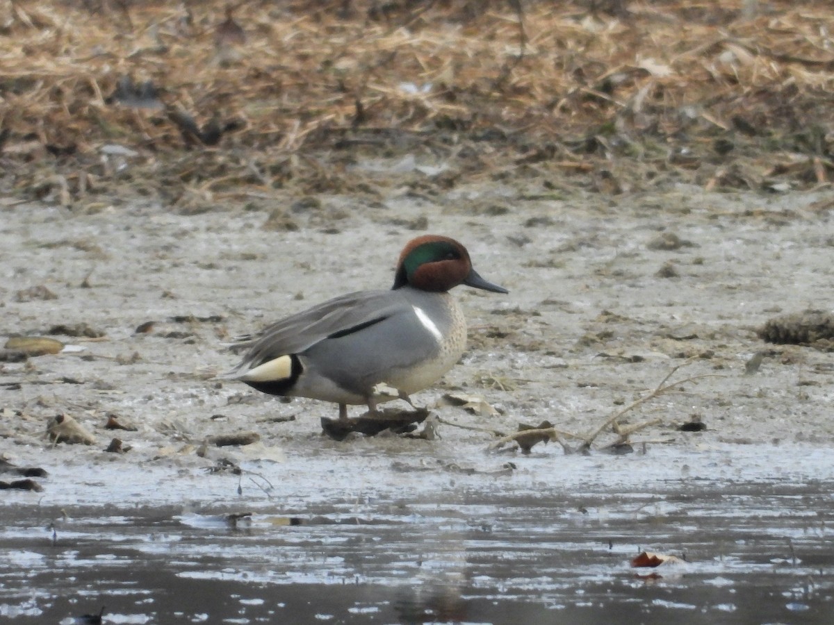 Sarcelle d'hiver - ML649513059