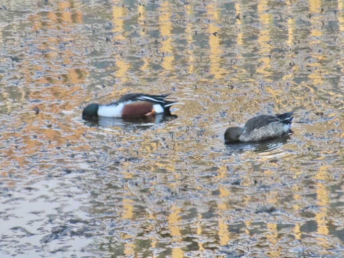 Mestolone - ML649513108